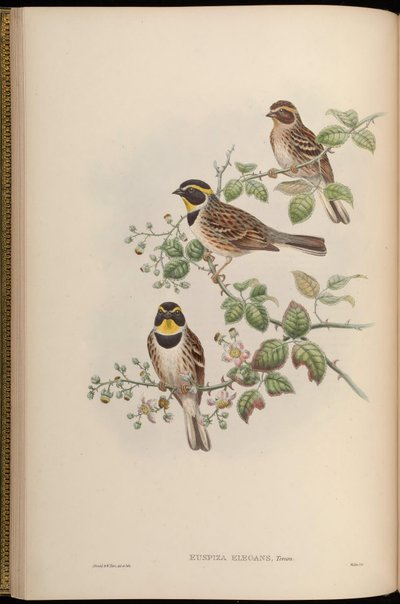 Euspiza elegans = Emberiza elegans - John Gould